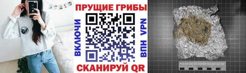 mega как зайти  Белая Холуница  Псилоцибиновые грибы Psilocybine cubensis 
